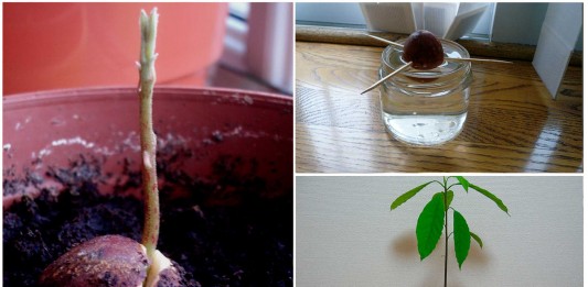 ¿Siempre quisiste plantar un aguacate? ¡Hazlo!