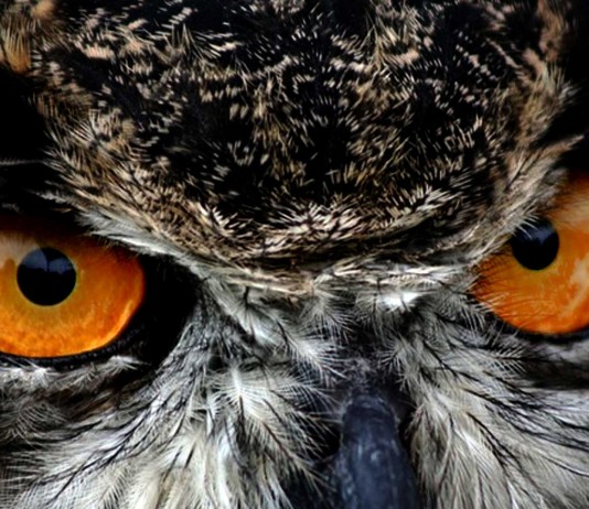 búho gigante cubano