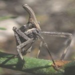 Bursinia Genei