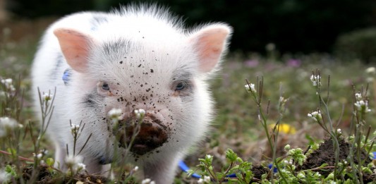 Cosas que solo sabemos los que tenemos mascotas poco comunes