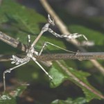 Empusa Pennata