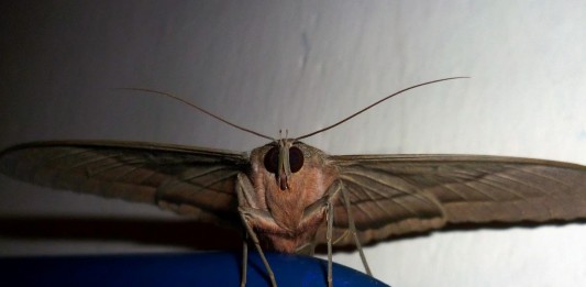 La mariposa del país de los muertos La mariposa del país de los muertos