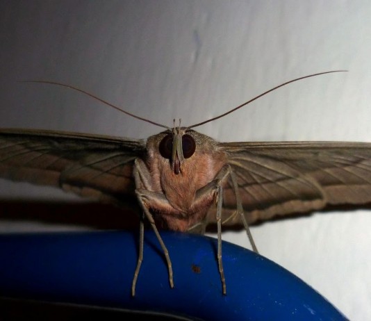 La mariposa del país de los muertos