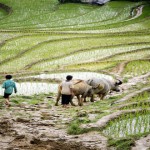 agricultura