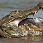 animal con la mordida mas fuerte
