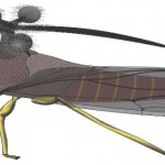 bocydium globulare