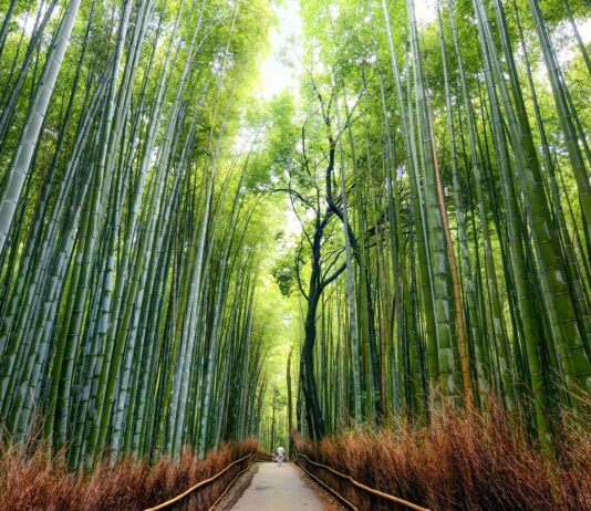 La metáfora del bambú japonés