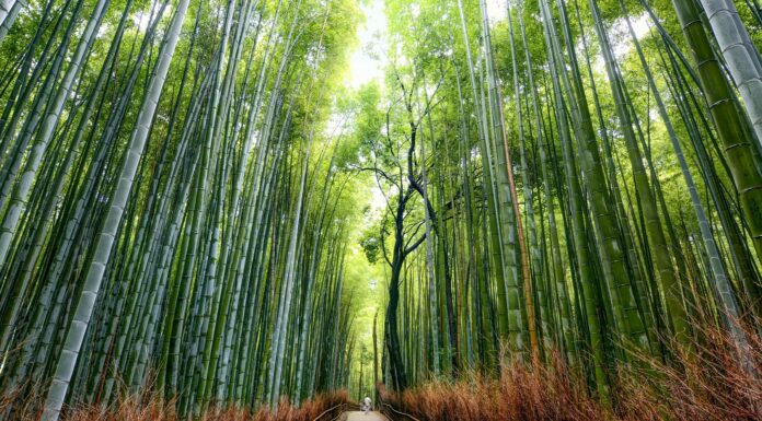 La metáfora del bambú japonés