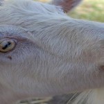 ¿Por qué tienen las cabras unos ojos tan singulares?
