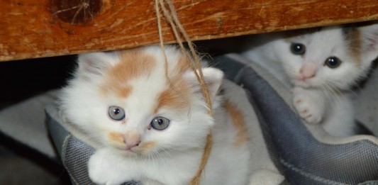 Crean música para gatos: ¡Descubre las 3 melodías con más éxito!