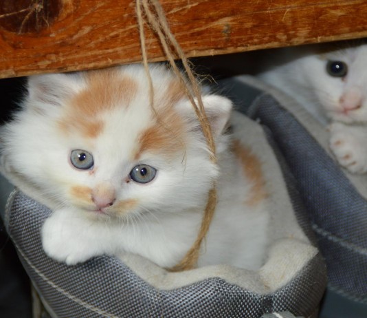 Crean música para gatos: ¡Descubre las 3 melodías con más éxito! Crean música para gatos: ¡Descubre las 3 melodías con más éxito!