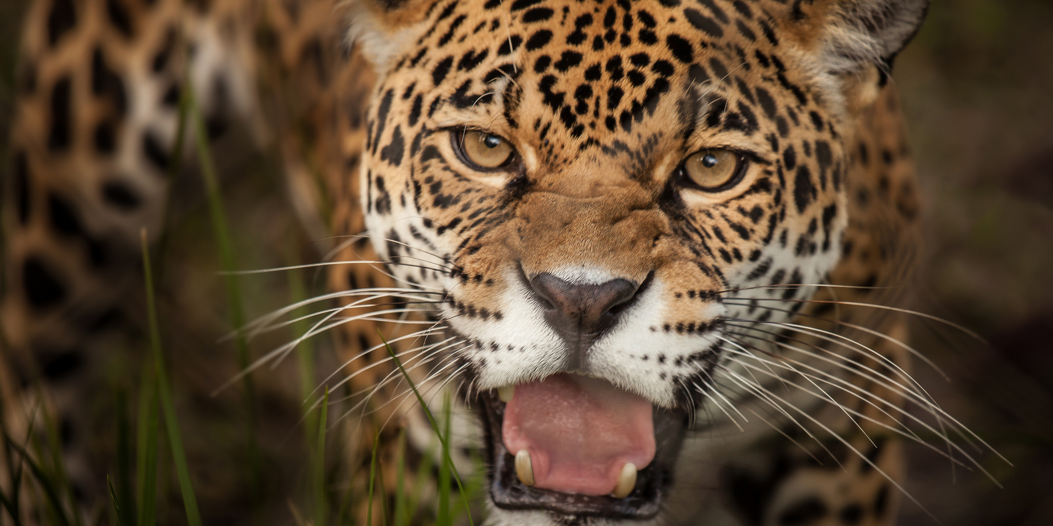 close up jaguar