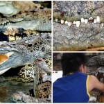 13 datos curiosos sobre los cocodrilos