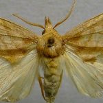 curiosidades de las mariposas, polilla vampiro