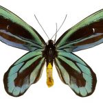 curiosidades sobre las mariposas, Ornithoptera alexandrae