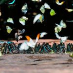 curiosidades sobre las mariposas, charco, nutrientes