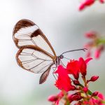curiosidades sobre las mariposas, mariposa de cristal, Greta Oto