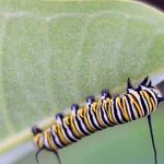 curiosidades sobre las mariposas, oruga
