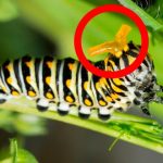 curiosidades sobre las mariposas, oruga, osmeterium