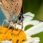 curiosidades sobre las mariposas, sensores del gusto en las patas