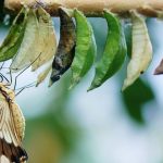 curiosidades sobre las mariposas, mariposa recién nacida