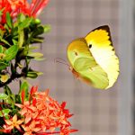 curiosidades sobre las mariposas, volando