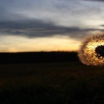 ¿Por qué soplar un diente de león?