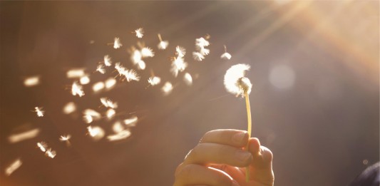 ¿Por qué soplar un diente de león?