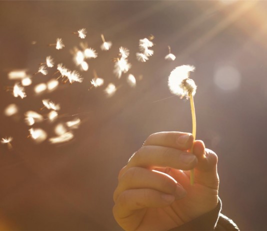 ¿Por qué soplar un diente de león? ¿Por qué soplar un diente de león?