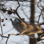 en árbol, mapache