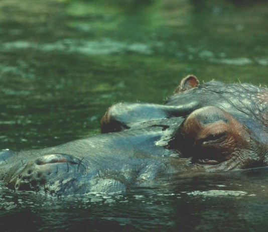 ¿Son los hipopótamos los animales más agresivos del mundo?