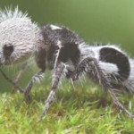 hormiga panda
