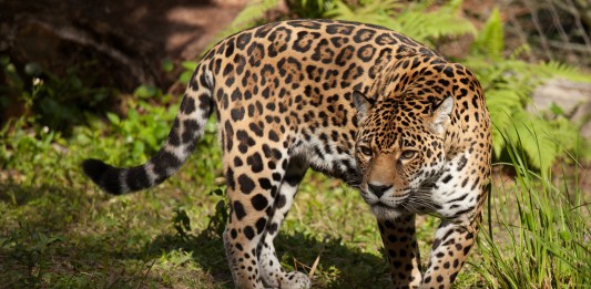 jaguar