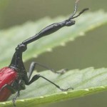 jirafa escorpion