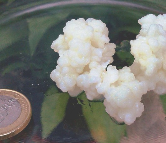 Kéfir, el yogur milagroso del Caúcaso Kéfir, el yogur milagroso del Caúcaso