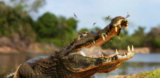 El animal con la mordida más fuerte | ¡Descubre cuál es! la mandibula mas fuerte del reino animal