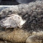 mangalica