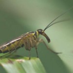 mosca escorpion