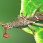 mosca telescopio