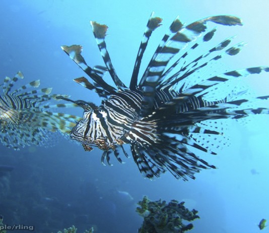 ¡Una amenaza asiática en el mar Caribe! pez león, amenaza en el mar caribe