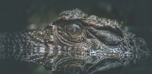 Cuando los cocodrilos dominaron el mundo