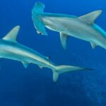 tiburones-martillo