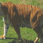tigre