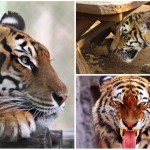 ¿Tigres de bengala como mascota? Esta familia tiene 9