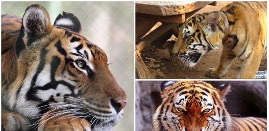 ¿Tigres de bengala como mascota? Esta familia tiene 9 ¿Tigres de bengala como mascota? Esta familia tiene 9