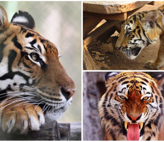 ¿Tigres de bengala como mascota? Esta familia tiene 9 ¿Tigres de bengala como mascota? Esta familia tiene 9