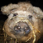 ¡Este cerdo parece una oveja!