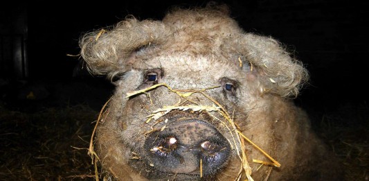 Este cerdo parece una oveja