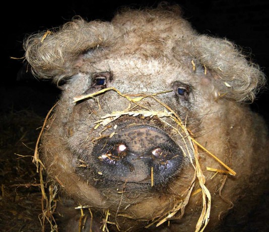 ¡Este cerdo parece una oveja! Este cerdo parece una oveja