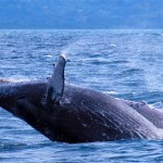 ballena jorobada